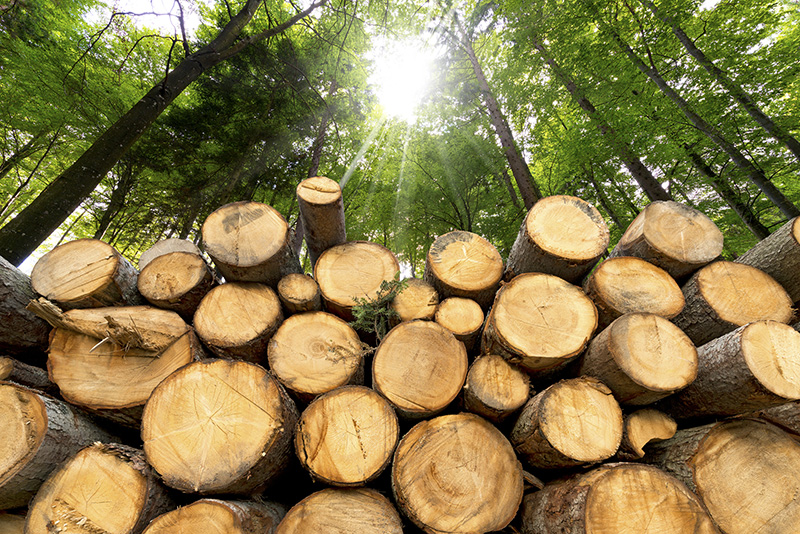 Holz im Kreislauf