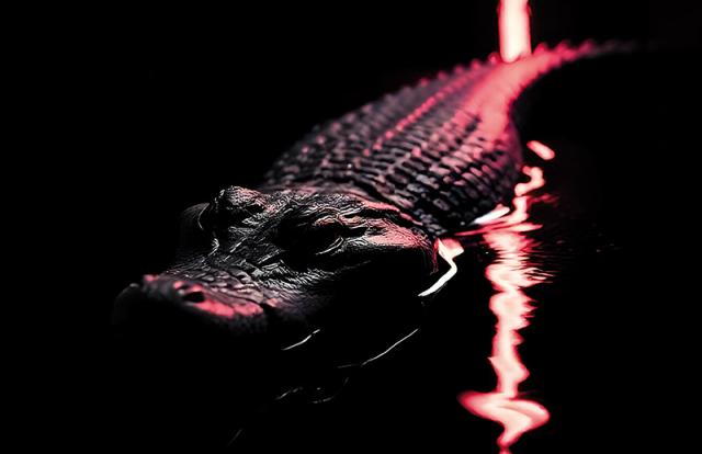 Krokodil in schwarzem Wasser