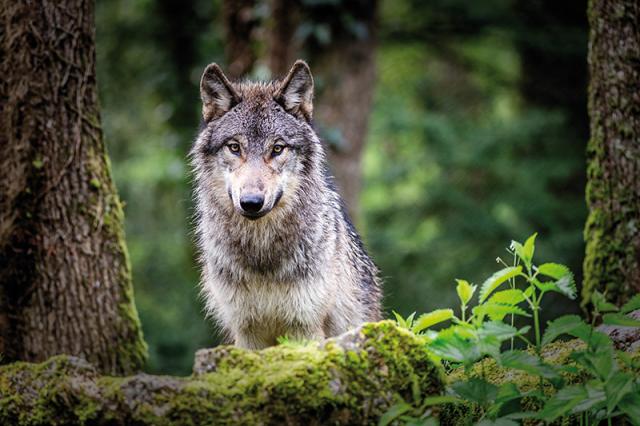 Ein Wolf im Wald zwischen Bäumen